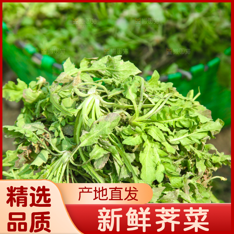 手里拿着野荠菜