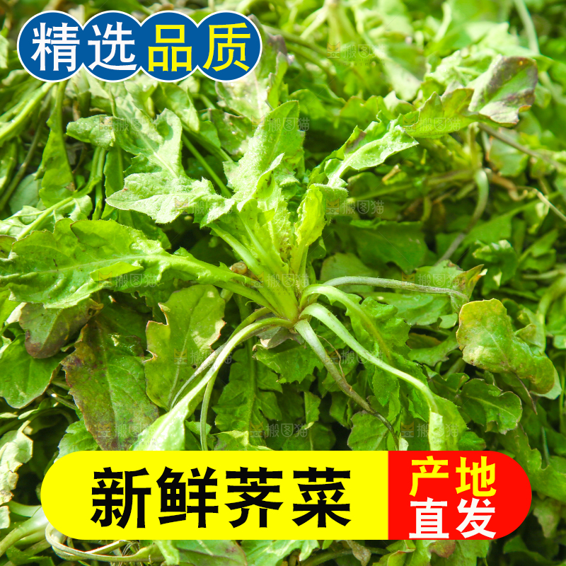 一堆新鲜新鲜荠菜