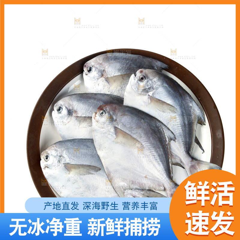 一盘银鲳鱼摆放在白底上