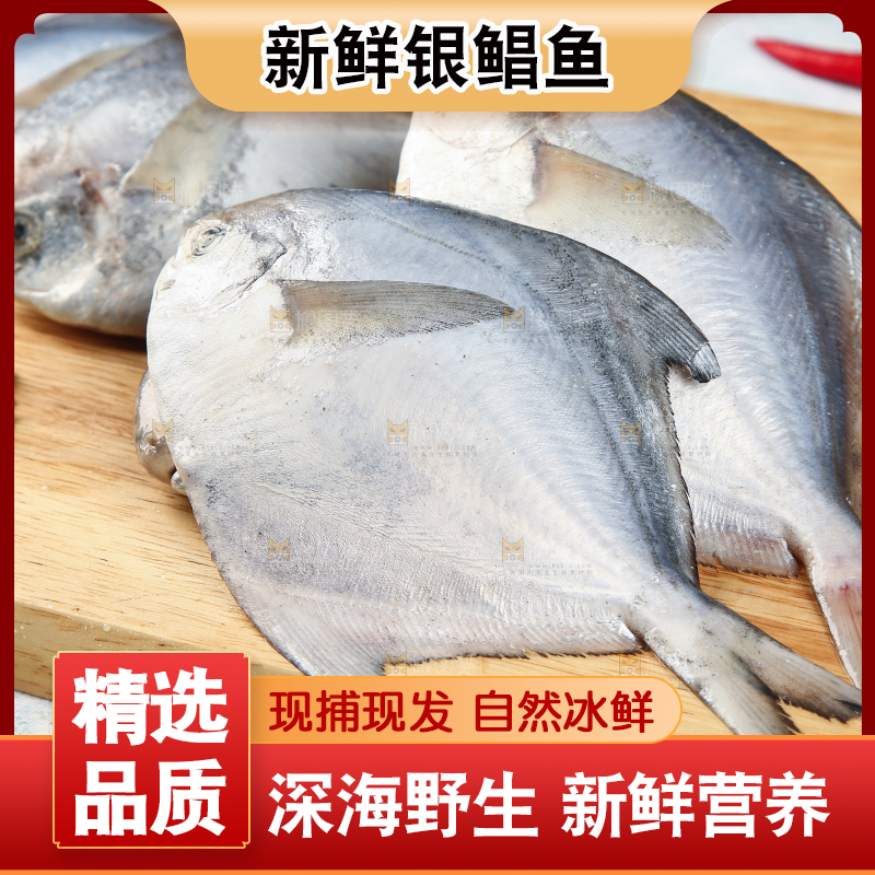 木板上摆放着银鲳鱼