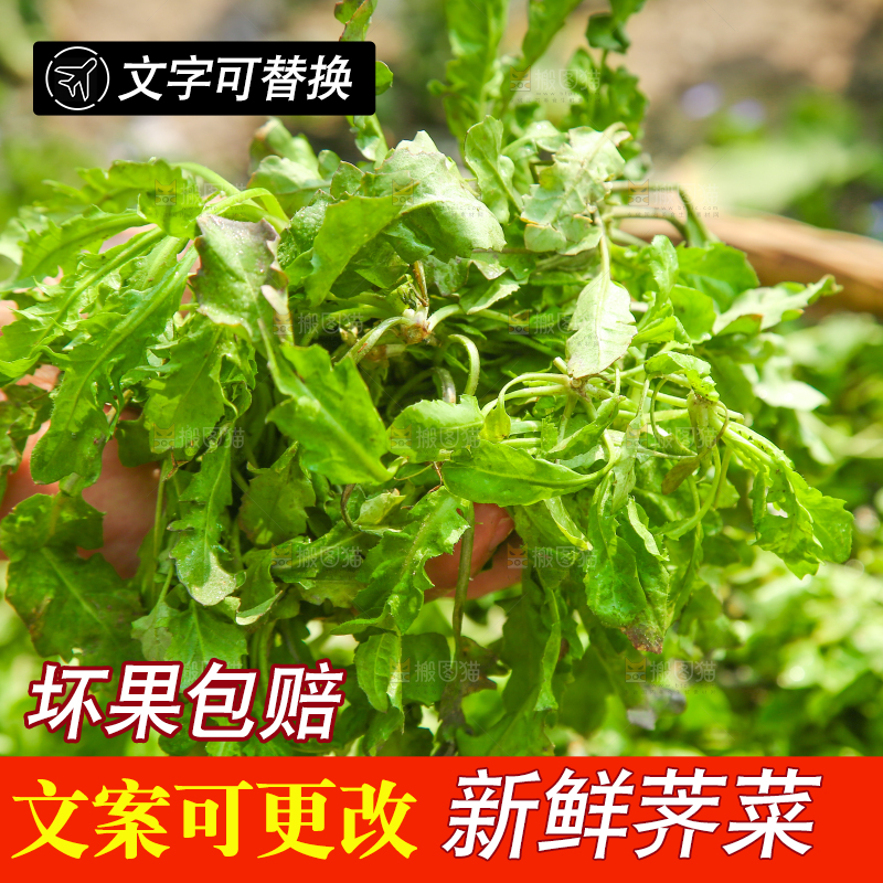 手里拿着地菜