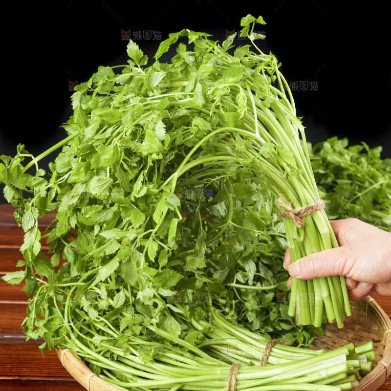 手里拿着野芹菜