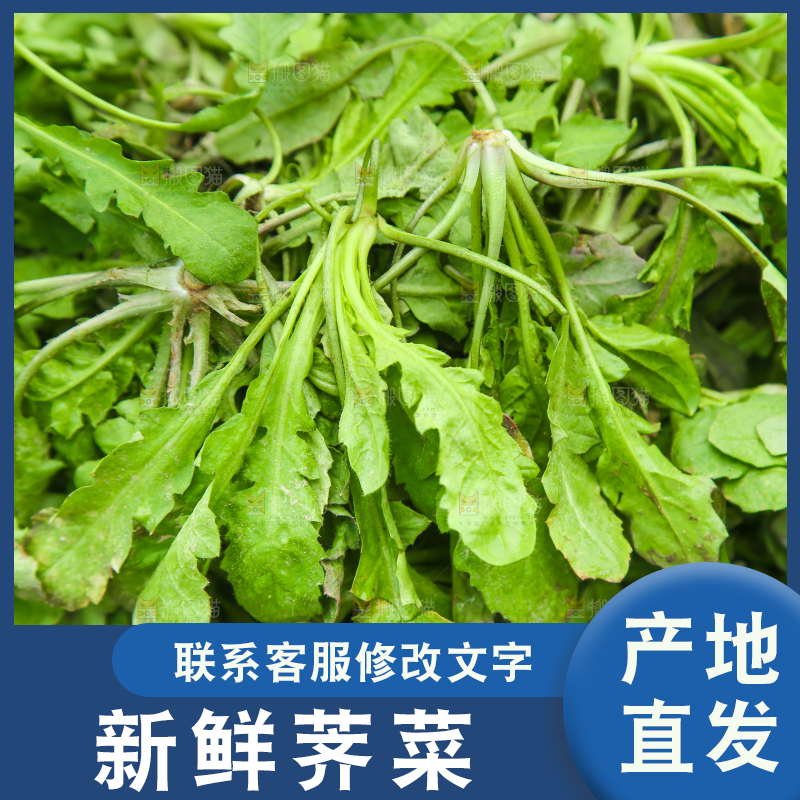 一堆新鲜荠菜