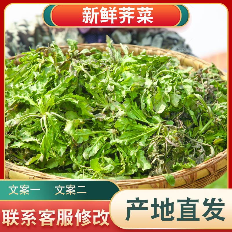 手里端着一篮野生荠菜
