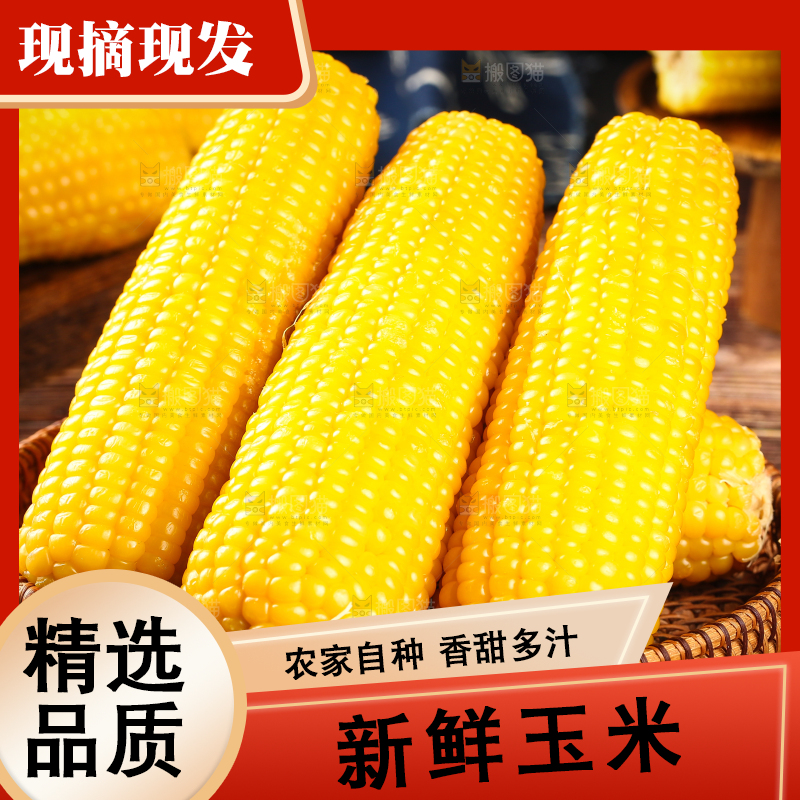 木底上一篮东北糯玉米