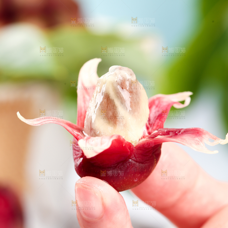 手里拿着一颗撕皮的恶魔果