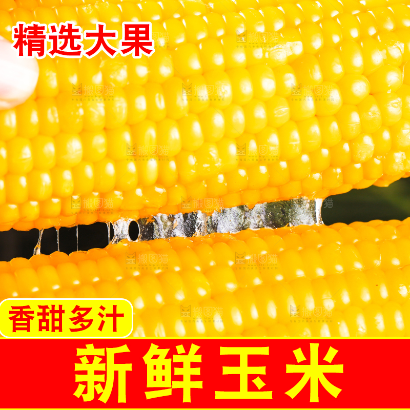 手里拿着黄糯玉米