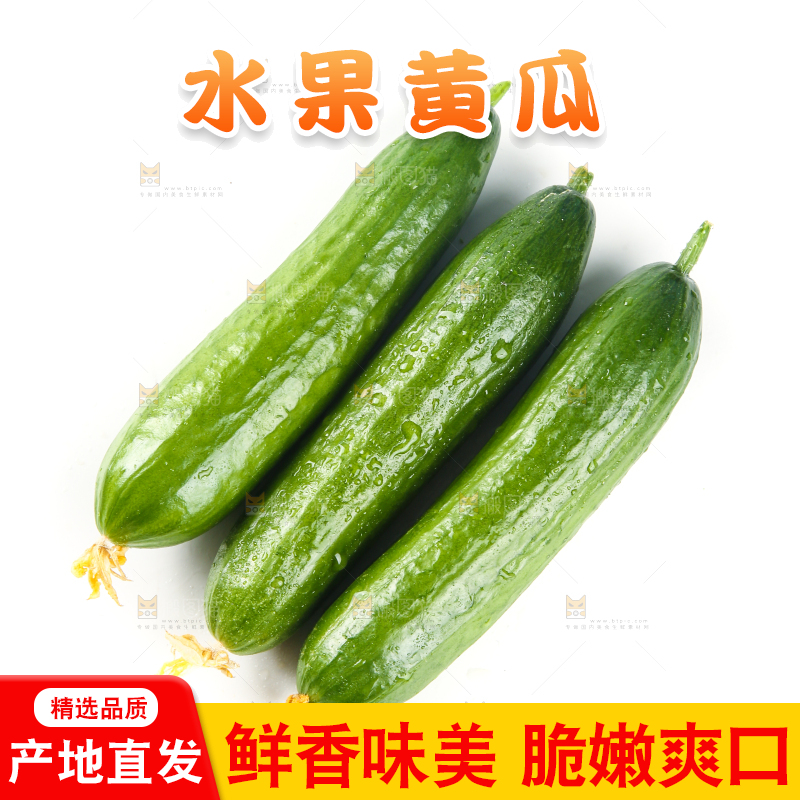 白底上的寿光水果黄瓜