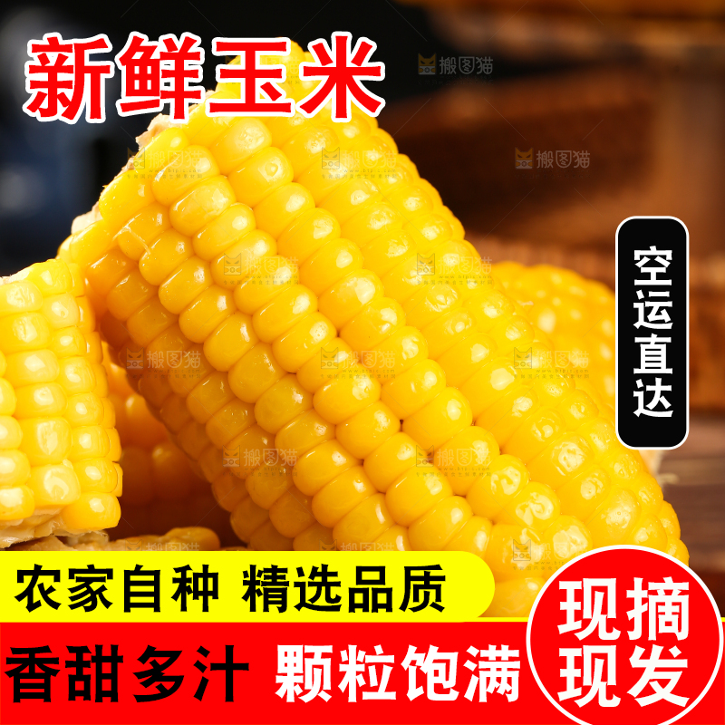 木板上的东北黄糯玉米