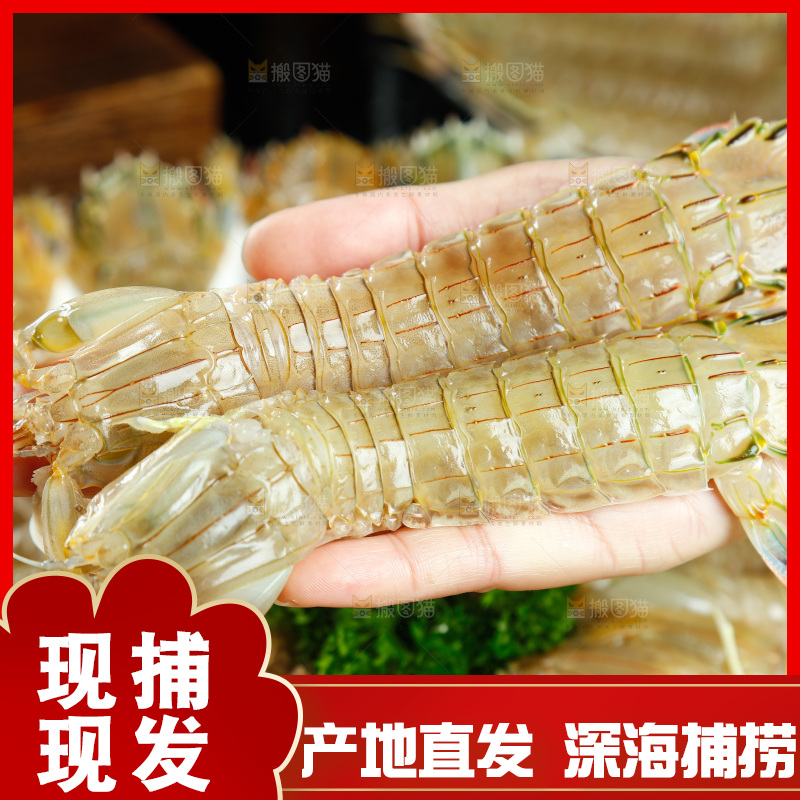 手里拿着鲜活皮皮虾