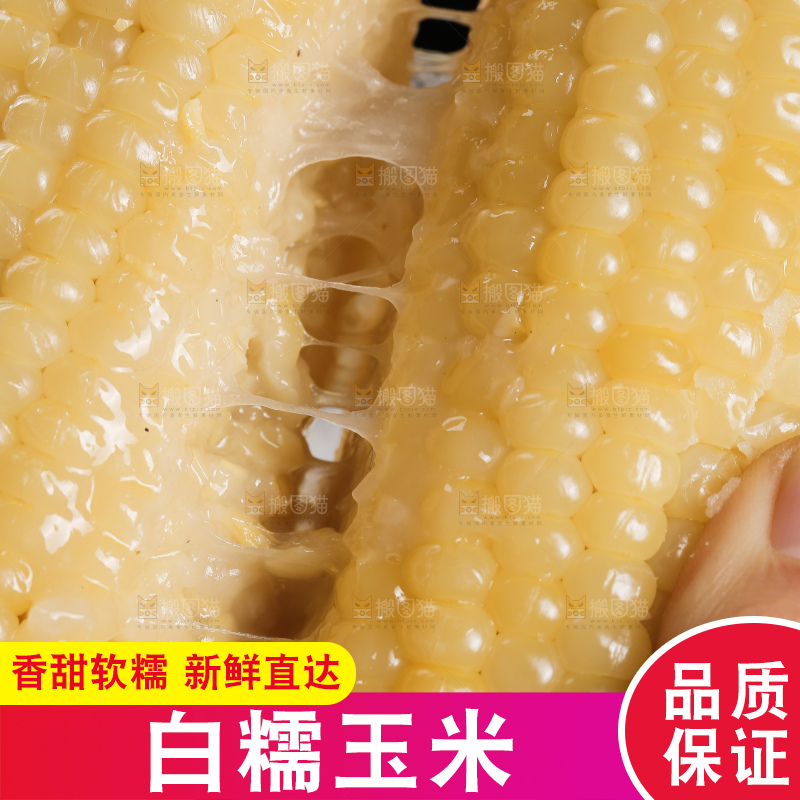手里拿着白糯玉米棒