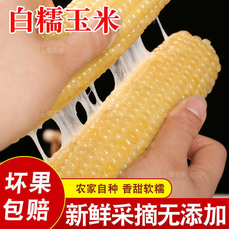 手里拿着白糯玉米