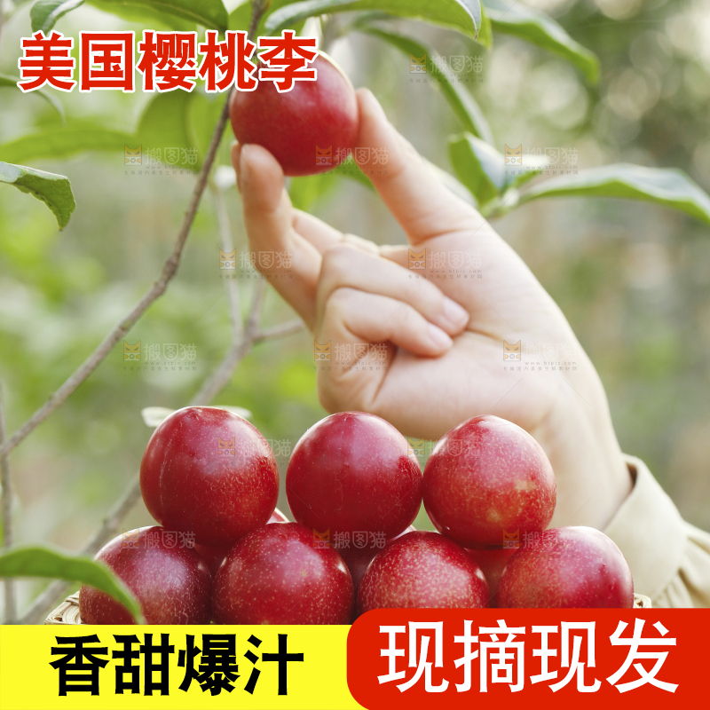 手里端着新鲜樱桃李