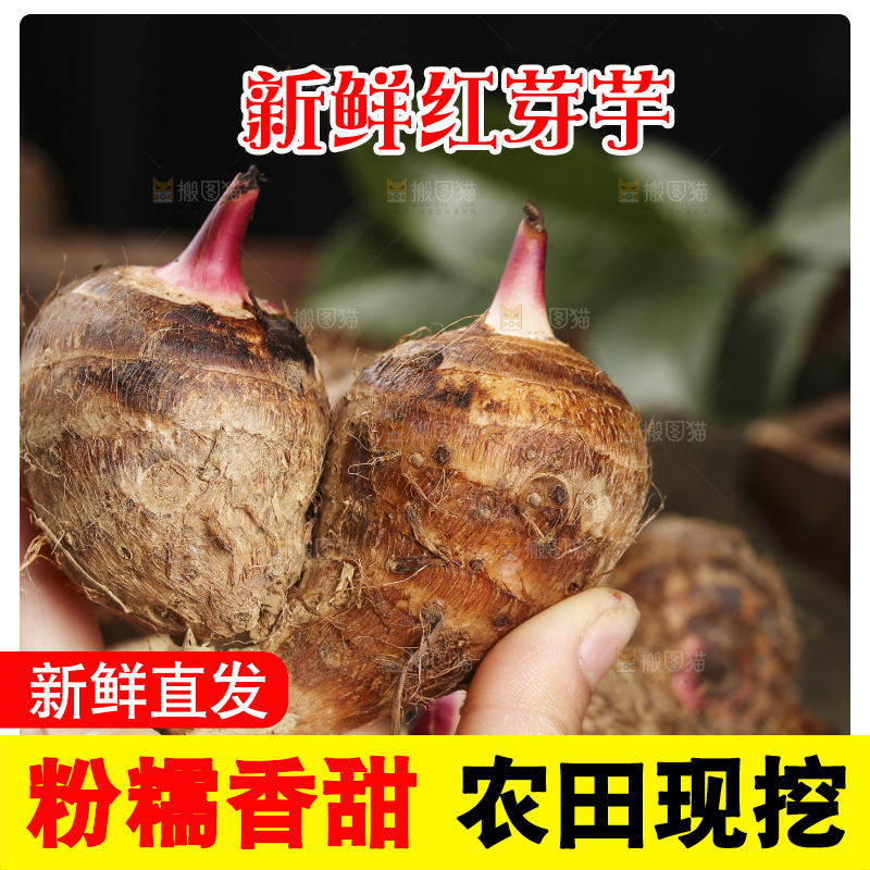 手里拿着红芽芋