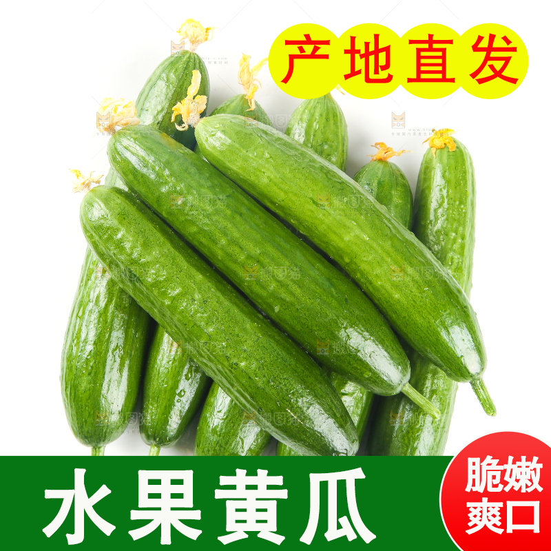 白底上放着一堆山东水果黄瓜