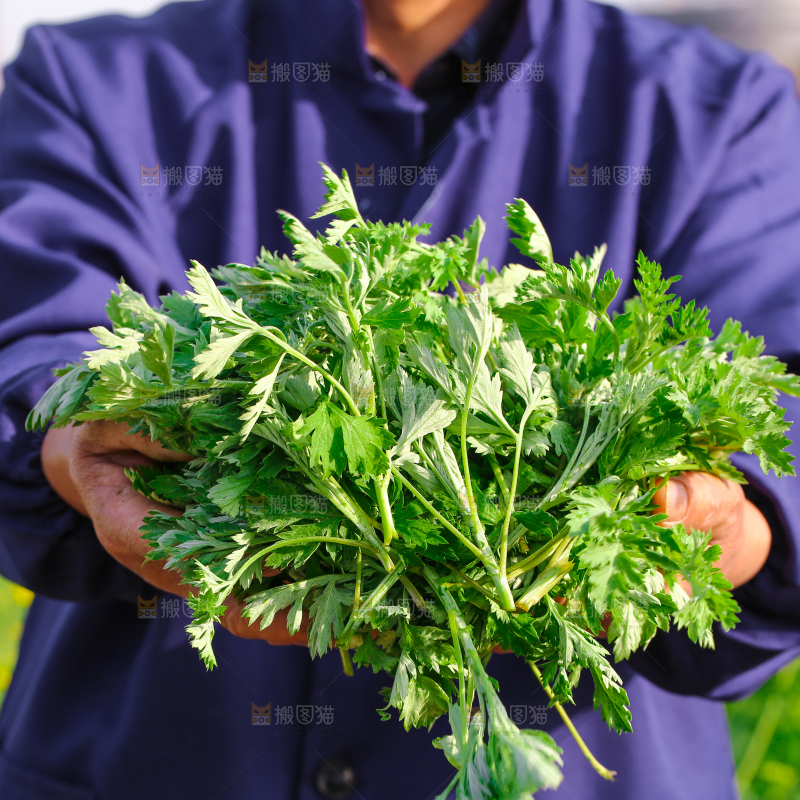 手里捧着艾草叶