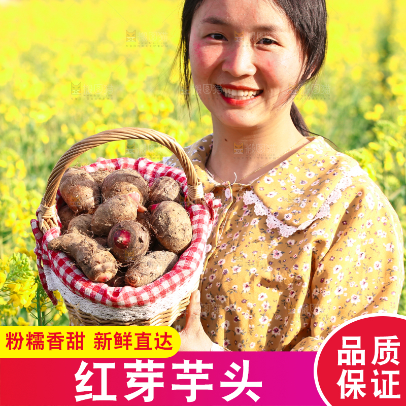 手里提着一篮红芽芋头