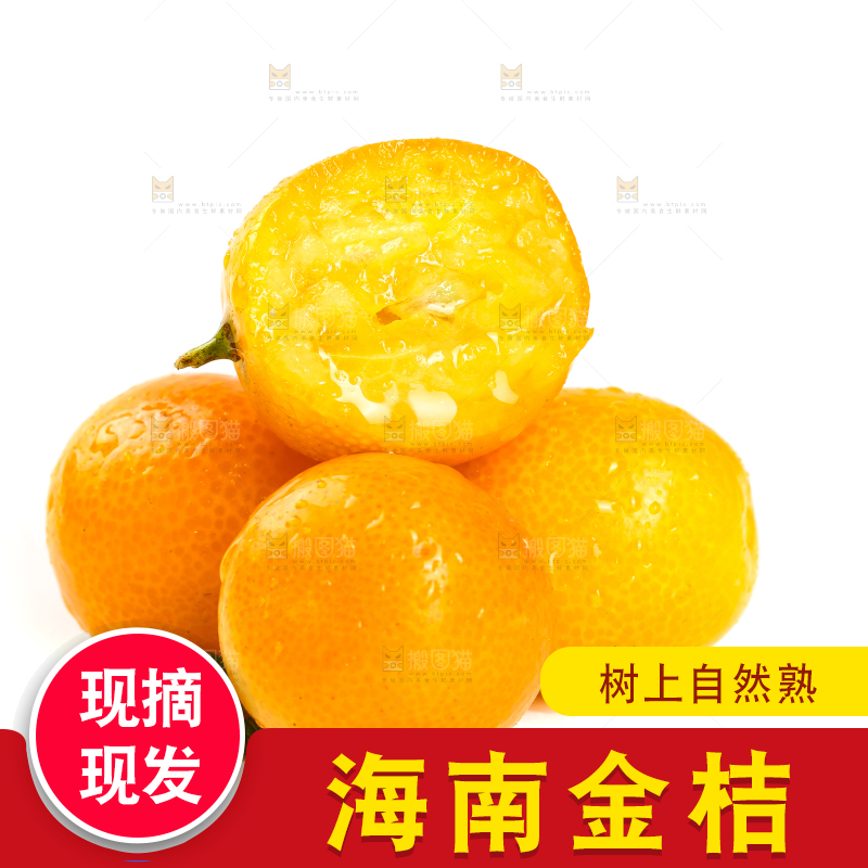 融安小金桔摆放在白底上