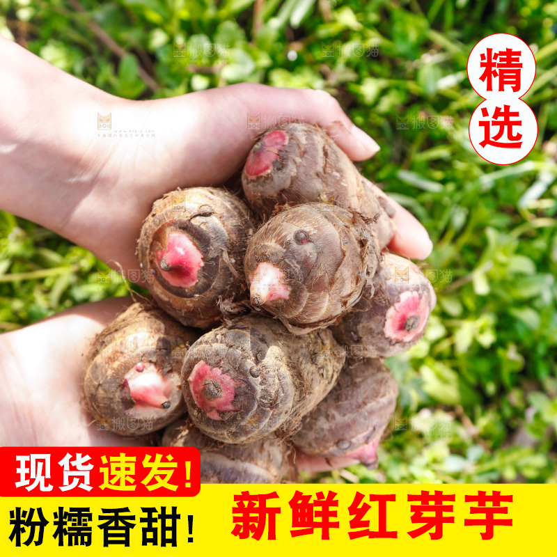 手里捧着红嘴芋头