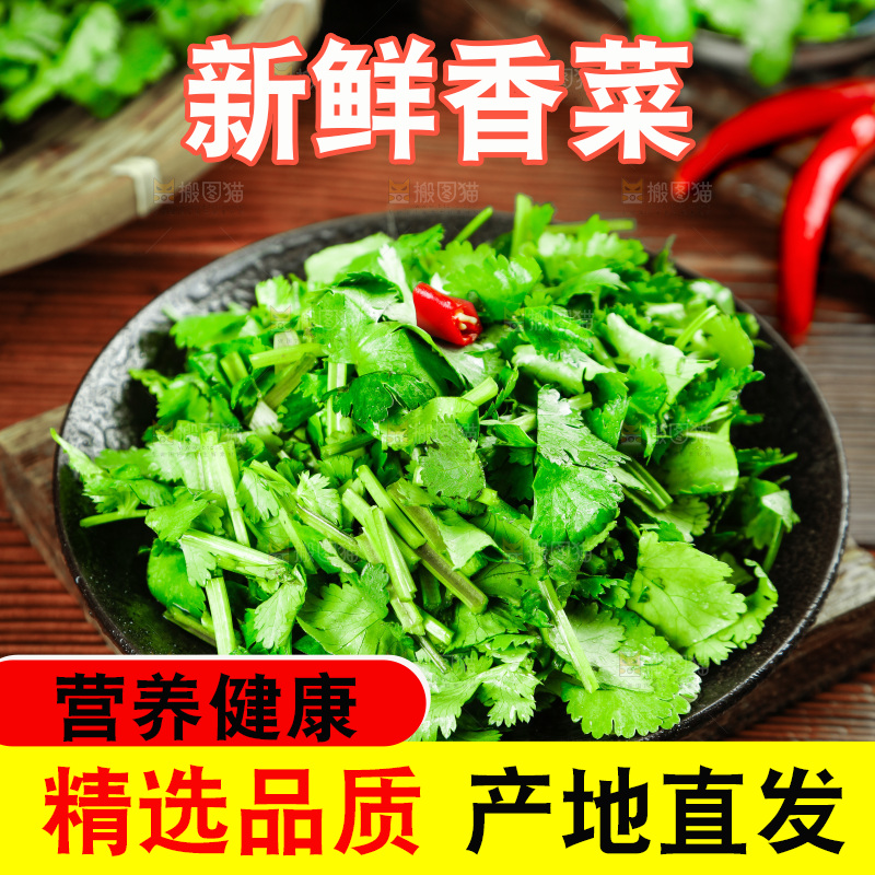 一盘小叶香菜
