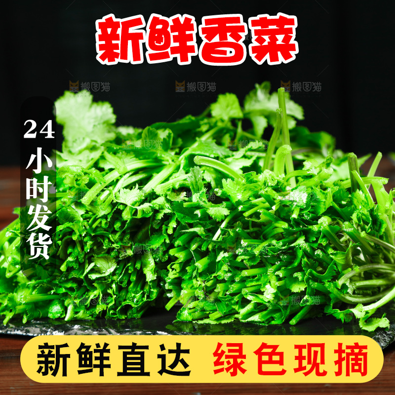 一堆四季香菜