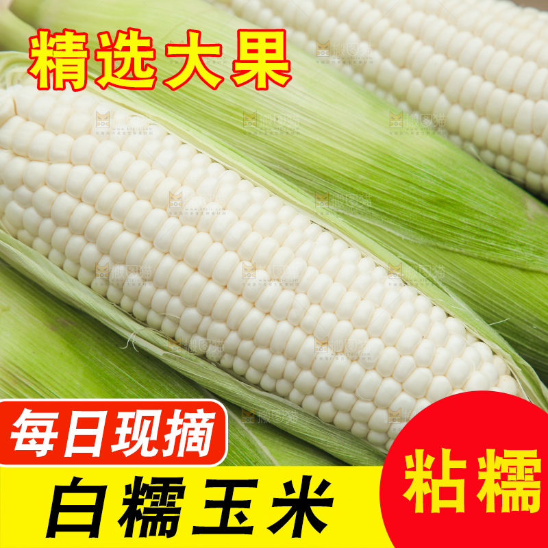 一堆新鲜的白糯玉米