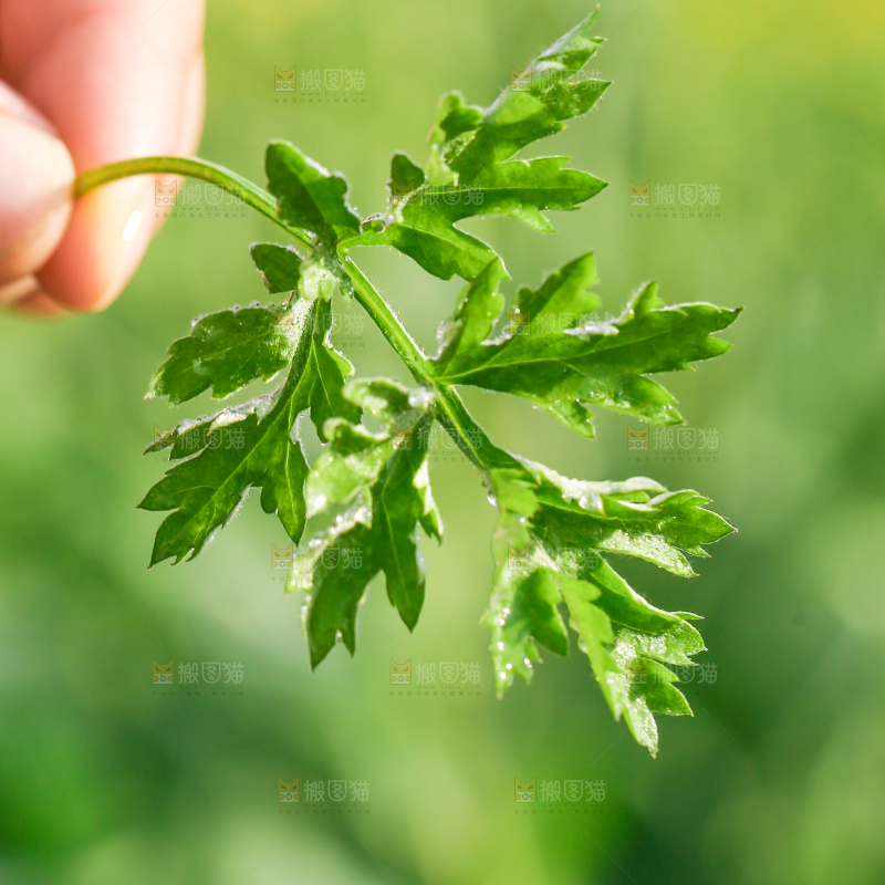 手里拿着艾草叶