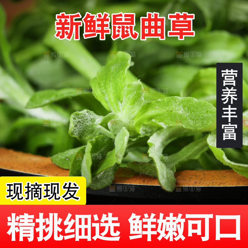 一盘野生鼠曲草