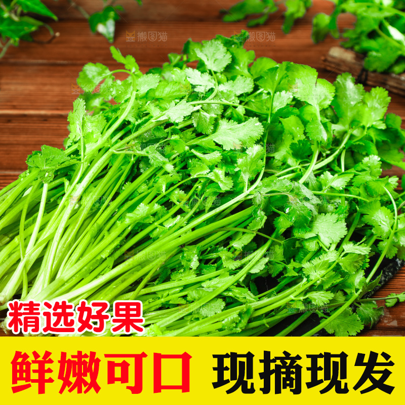 一堆四季香菜
