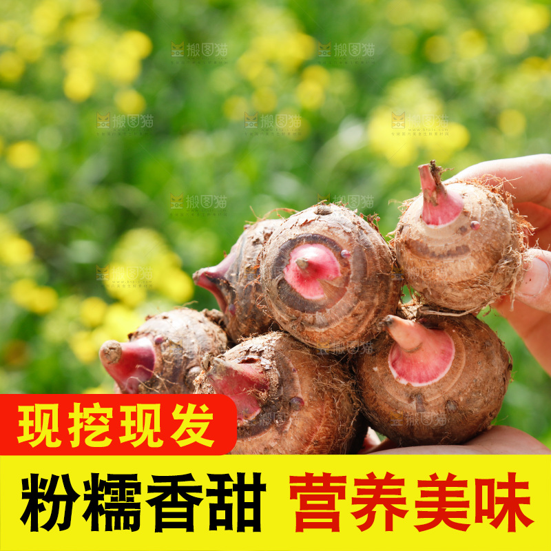 手里拿着红芽芋