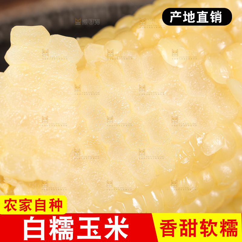 新鲜的白糯玉米