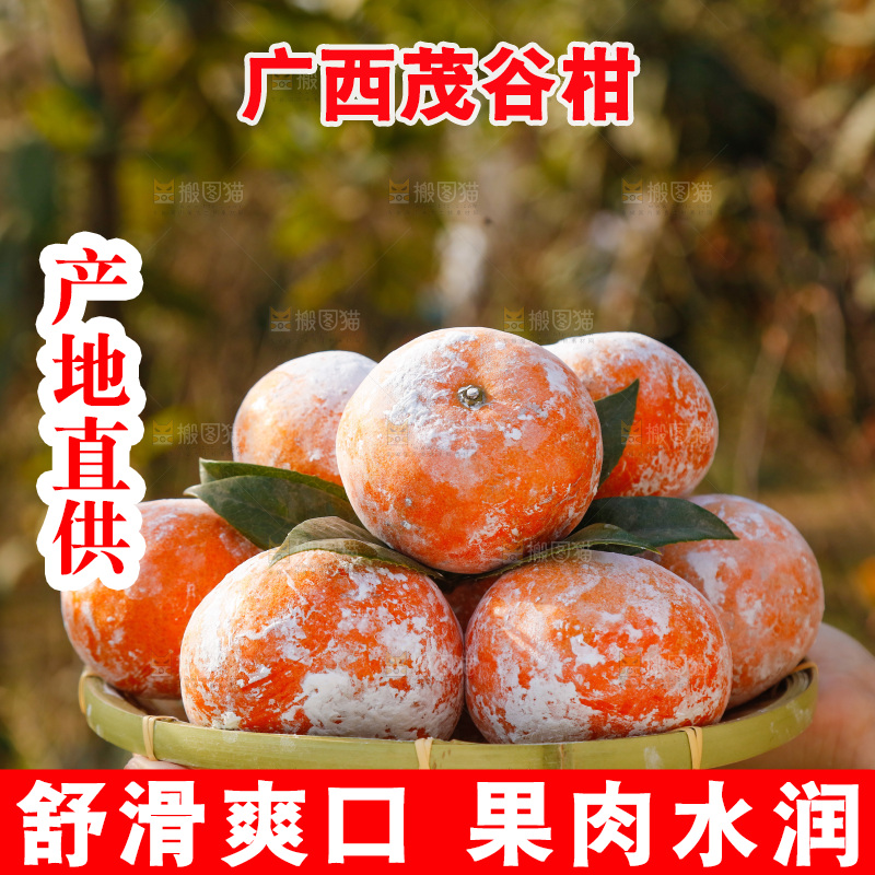 手里端着一篮广西茂谷柑