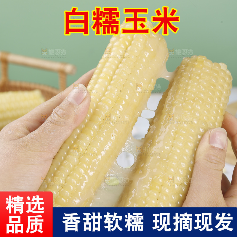 手里拿着白糯玉米
