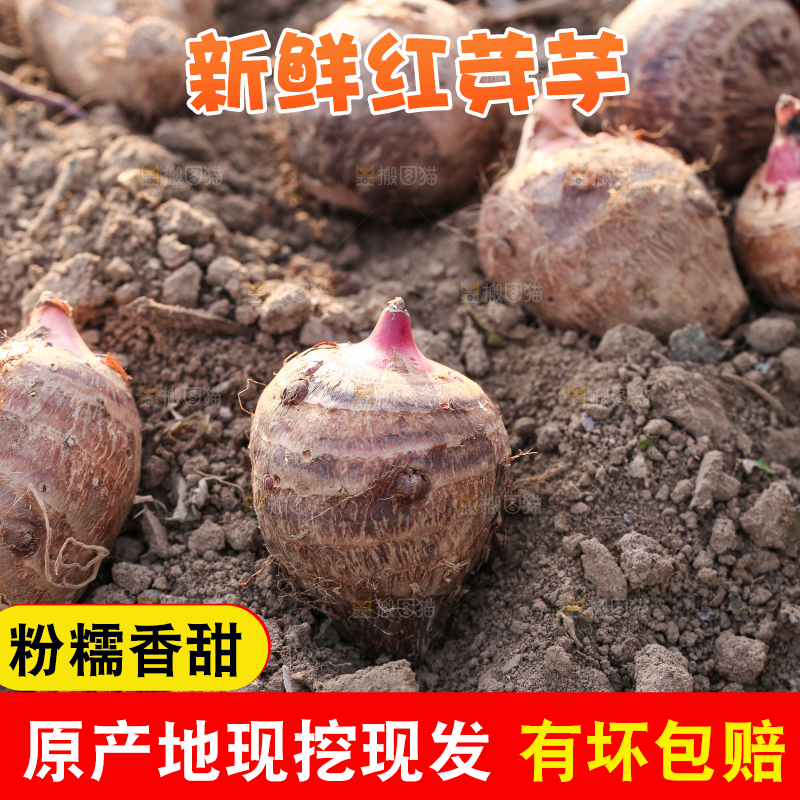 新鲜的红芽芋头