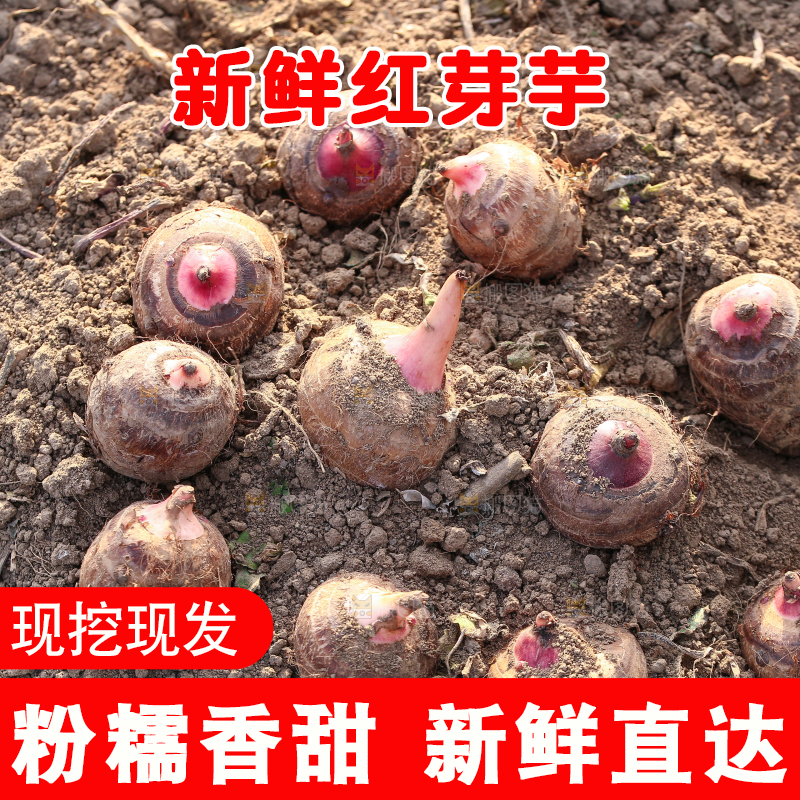 新鲜的红芽芋头