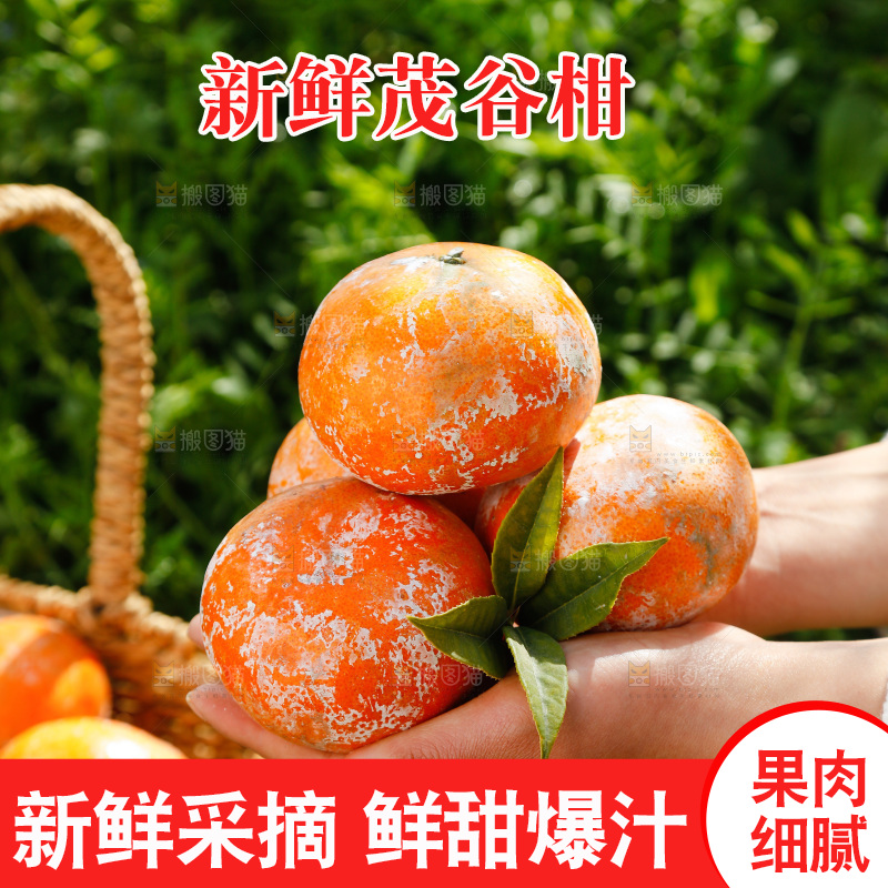 手里捧着脏脏柑