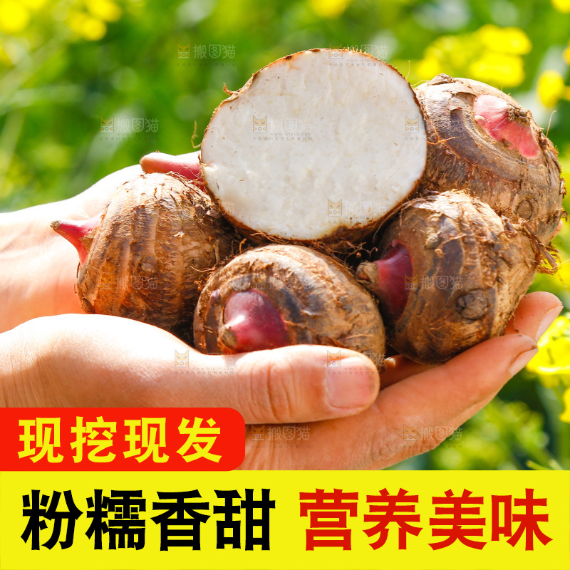 手里捧着红嘴芋头