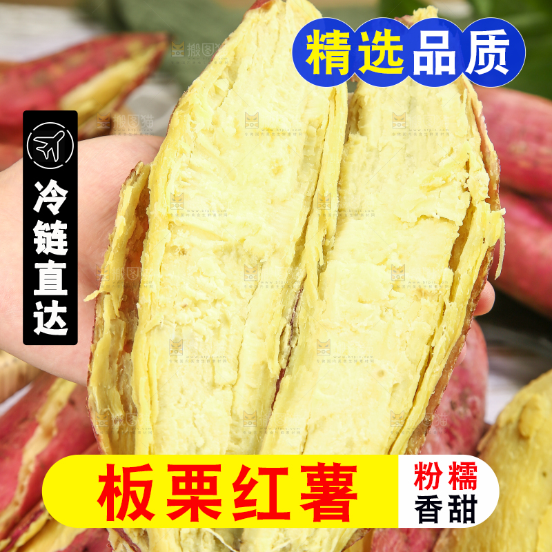 手里拿着黄心板栗薯