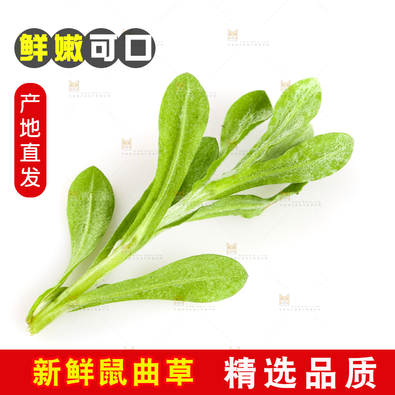 白底上放着清明草