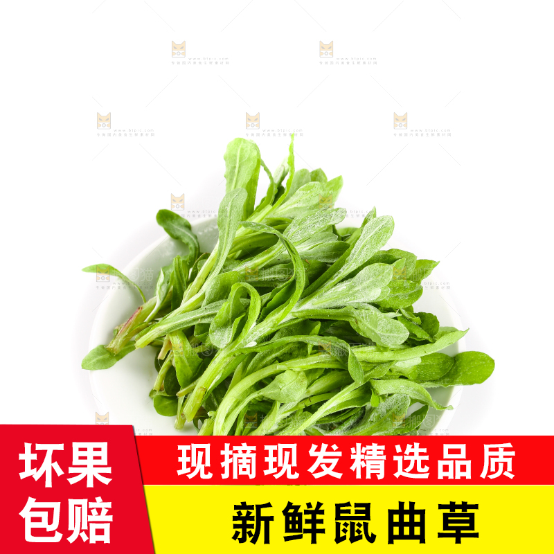 一盘鼠曲草摆放在白底上