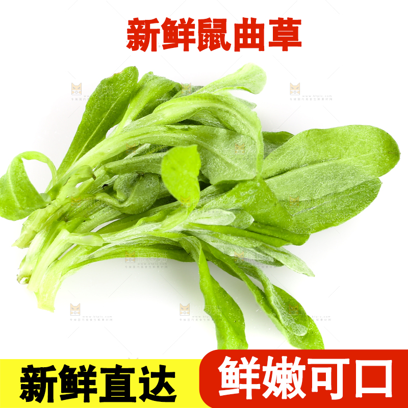 白底上放着清明草
