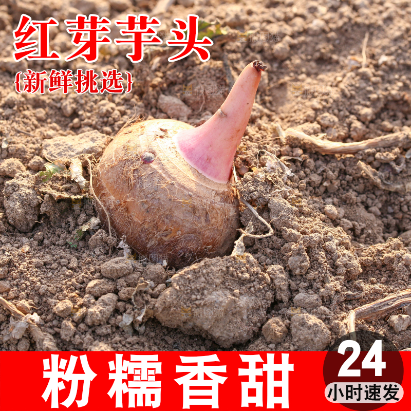 新鲜的红芽芋头