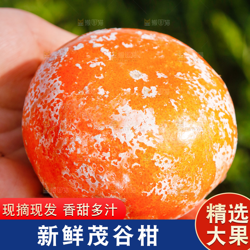 手里拿着脏脏柑
