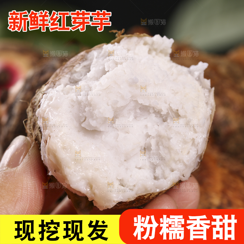 手里拿着熟的红芽芋