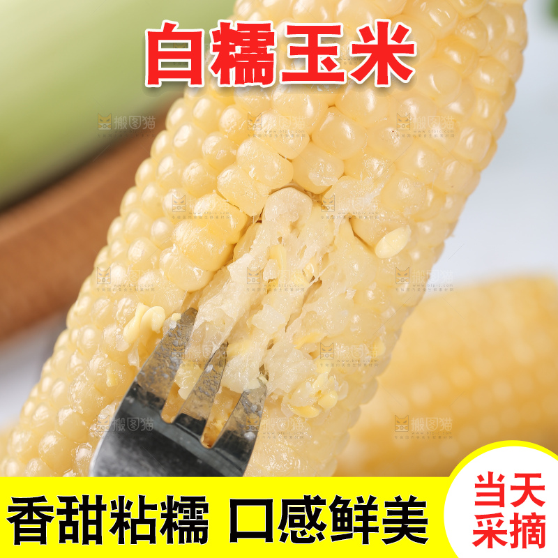 手里拿着白糯玉米棒