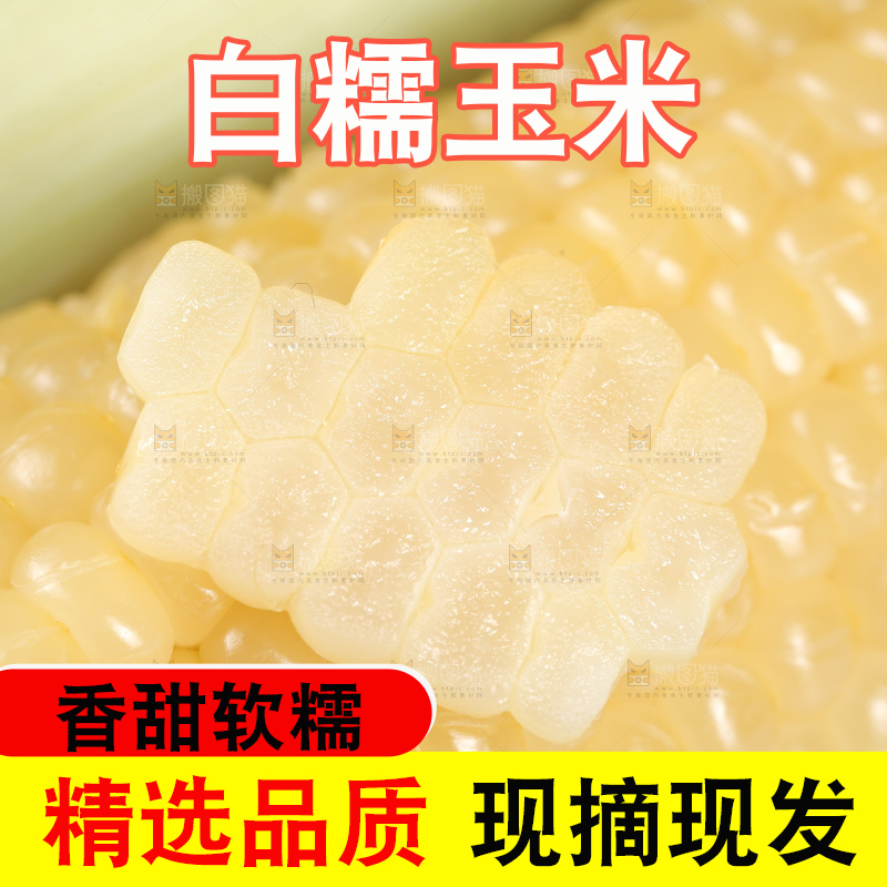 新鲜的甜糯玉米