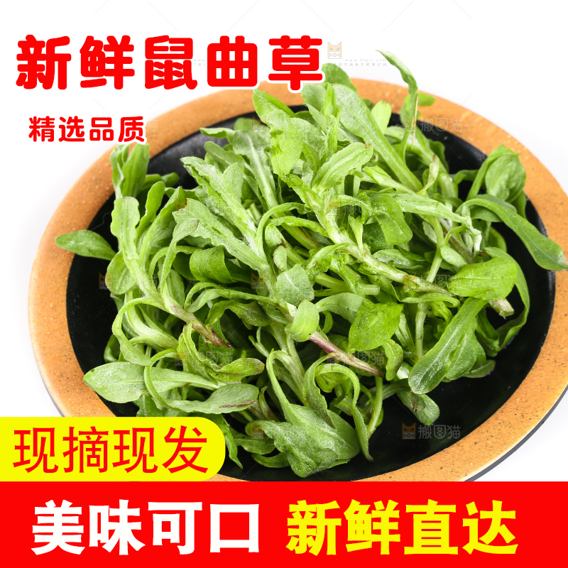 一盘鼠曲草摆放在白底上
