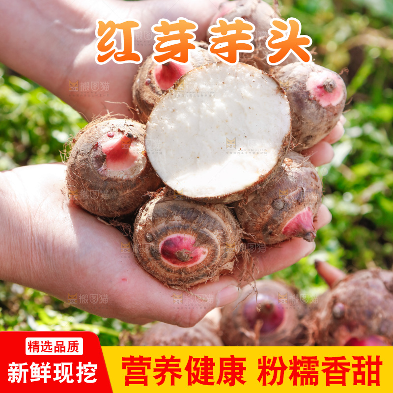 手里捧着红嘴芋头
