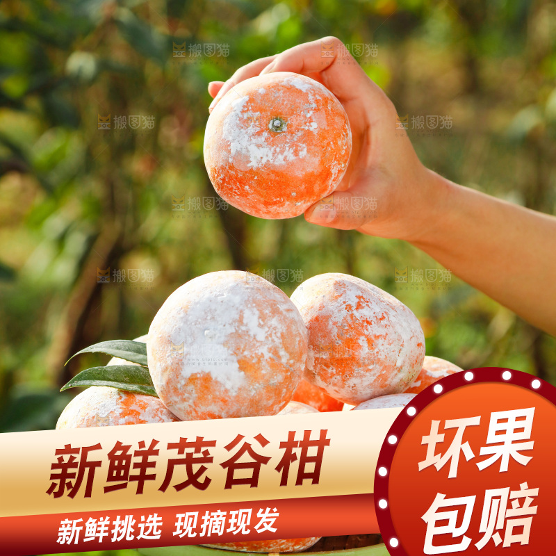 手里端着一篮广西茂谷柑