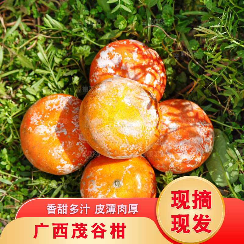 一堆武鸣茂谷柑